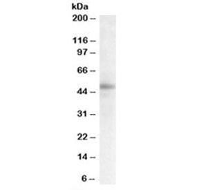 STAP2 Antibody