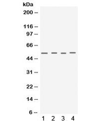 Keratocan Antibody