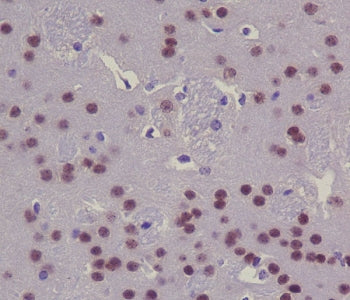 CREB1 Antibody