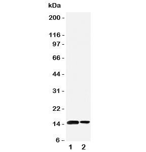 SUMO1 Antibody