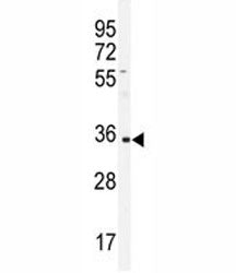 IGHA1 Antibody