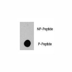 Phospho-BRAF Antibody (pS445)