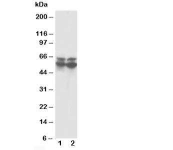 RUNX2 Antibody