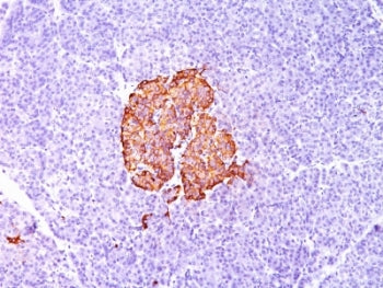 Insulin Antibody