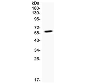 CD137 Antibody / 4-1BB