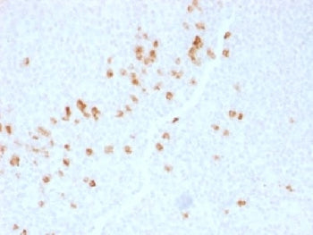 IHC testing of human tonsil with IgG4 antibody (clone IGHG4/1345). HIER: boil sections in 10mM Tris