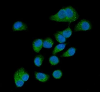 AMFR Antibody / GP78