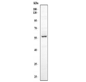 FMO5 Antibody