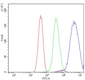 Flow cytometry testing of human U-251 cells with HOXC8 antibody at 1ug/million cells (blocked with g