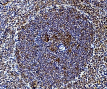 Rad9a Antibody