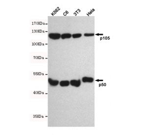 Western blot testing of human K562, rat C6, mouse NIH3T3 and human HeLa cell lysates with NFKB1 anti