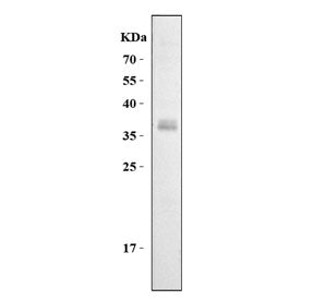 Cd7 Antibody