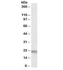 Nsg1 Antibody