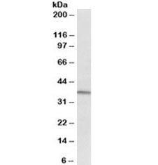 CD38 Antibody