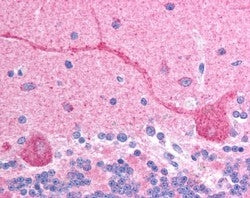 IHC testing of FFPE human cerebellum with CHFR antibody at 2.5ug/ml. HIER: steamed with pH6 citrate