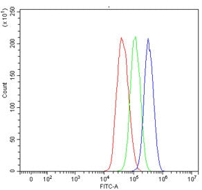ALDH1A1 Antibody / Aldehyde Dehydrogenase 1A1