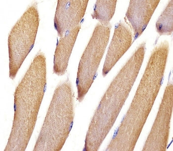Vinculin Antibody