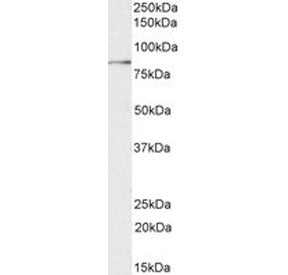 TGM2 Antibody