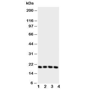 LCN1 Antibody