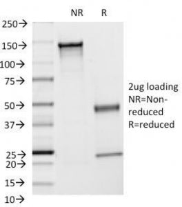 ICAM1 Antibody / CD54