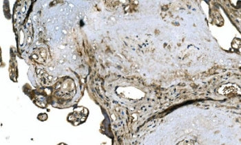 OTULIN Antibody