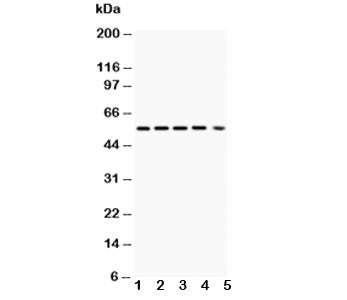 Akt1 Antibody