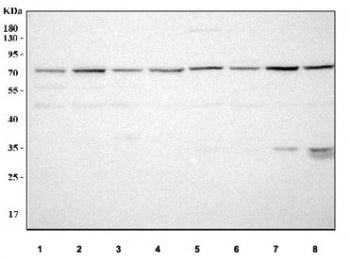 Western blot testing of 1) human HEL, 2) human HepG2, 3) human K562, 4) human Caco-2, 5) rat C6, 6)