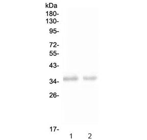 Western blot testing of 1) rat spleen and 2) mouse spleen with NKp46 antibody at 0.5ug/ml. Expected