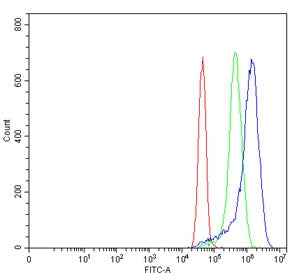 TYK2 Antibody / Non-receptor tyrosine-protein kinase TYK2