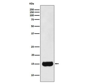 PSP Antibody / Prostate Secretory Protein