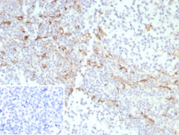 IHC staining of FFPE human tonsil tissue with CD163 antibody (clone rM130/8820). Inset: PBS used in