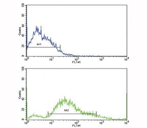 Platelet Derived Growth Factor Receptor beta Antibody (PDGFRB)