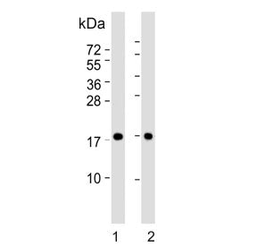 PPIA Antibody / Cyclophilin A