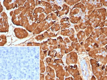 PNLIP Antibody / Pancreatic lipase