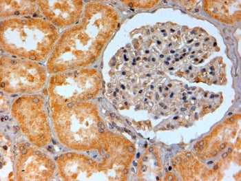 IHC testing of FFPE human kidney with ADORA2B antibody at 2ug/ml. HIER: steamed with pH6 citrate buf