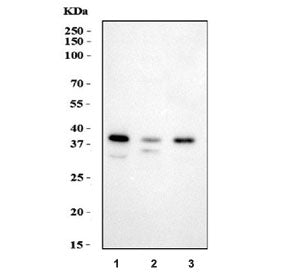 HSD17B1 Antibody