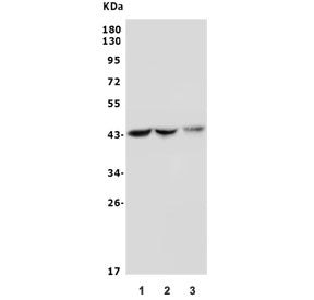 Cyt19 Antibody / As3mt