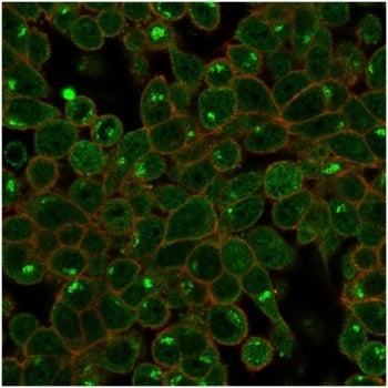 Immunofluorescent staining of PFA-fixed human HeLa cells using ZSCAN2 antibody (green, clone PCRP-ZS