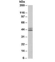 Western blot testing of HepG2 lysate with IDH1 antibody at 0.1ug/ml. Predicted molecular weight ~46