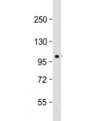 Pi4ka Antibody / Phosphatidylinositol 4-kinase alpha