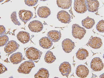 DAZAP1 Antibody / DAZ-associated protein 1, 100ug