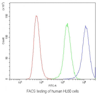 IL-22 Antibody