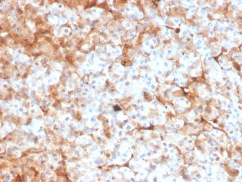 IHC staining of FFPE human pancreas with FTL antibody. HIER: boil tissue sections in pH 9 10mM Tris
