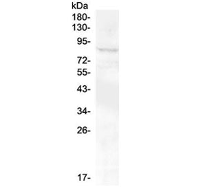 RXFP2 Antibody / Relaxin Receptor 2