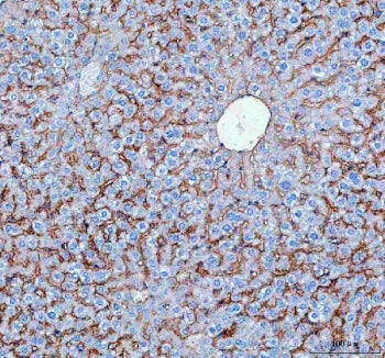SLC10A1 Antibody