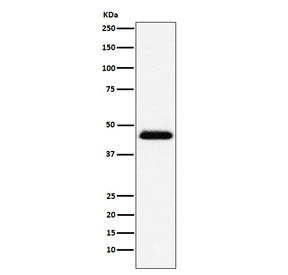 CD48 Antibody (Pan Leukocyte Marker)