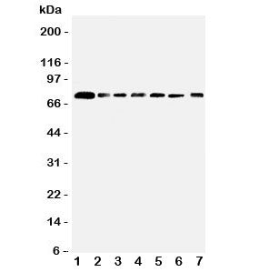 SPARCL1 Antibody