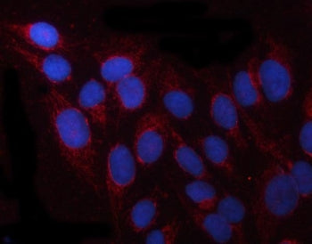 Immunofluorescent staining of FFPE human U-2 OS cells with PRUNE antibody (red) and DAPI nuclear sta