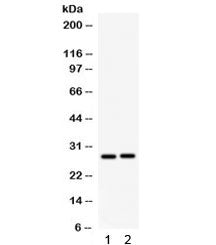 IGFBP1 Antibody