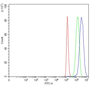 Growth factor receptor bound protein 2 Antibody / GRB2